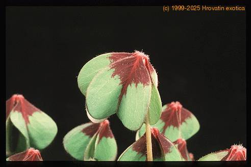 Oxalis deppei 2790
