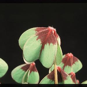 Oxalis deppei