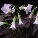 Oxalis triangularis 1