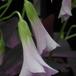 Oxalis triangularis 2