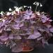Oxalis triangularis 3
