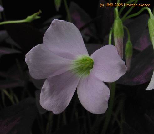 Oxalis triangularis 4