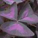 Oxalis triangularis 5
