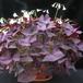 Oxalis triangularis SIb