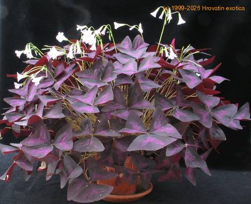 Oxalis triangularis SIb