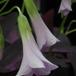 Oxalis triangularis SIf
