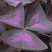 Oxalis triangularis SIl