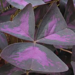Oxalis triangularis ssp. papilionacea