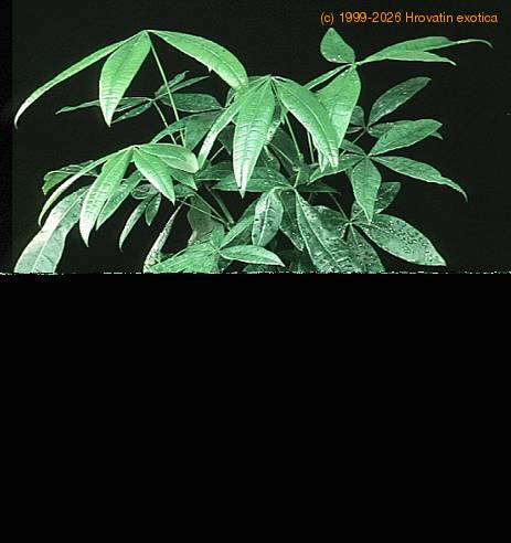 Pachira aquatica 1868