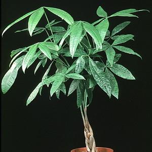 Pachira aquatica