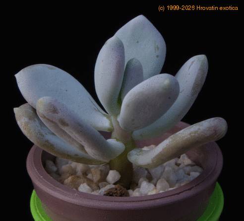 Pachyphytum bracteosum MOP