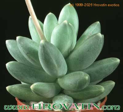 Pachyphytum compactum 1080
