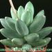 Pachyphytum compactum 1080