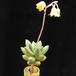 Pachyphytum compactum f MOP