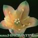 Pachyphytum compactum flower 1081