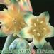 Pachyphytum compactum flower 1081a