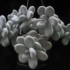 Pachyphytum oviferum