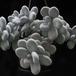Pachyphytum oviferum