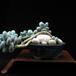 Pachyphytum oviferum
