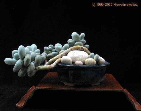 Pachyphytum oviferum