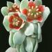Pachyphytum oviferum flower 1076