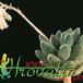 Pachyphytum v weinbergii 1298