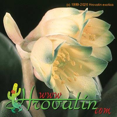 Pachyphytum v weinbergii flower 1301