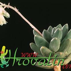 Pachyphytum v. weinbergii