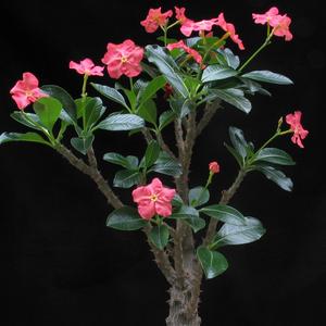Pachypodium baronii