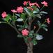 Pachypodium baronii body