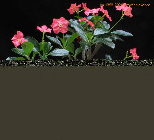 Pachypodium baronii body