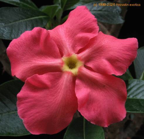 Pachypodium baronii flo