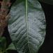 Pachypodium baronii leaf