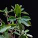 Pachypodium baronii plesen-SIm