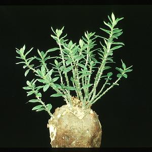 Pachypodium bispinosum