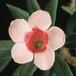 Pachypodium bispinosum-SIf