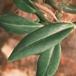 Pachypodium bispinosum-SIl