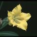 Pachypodium horombense 1631