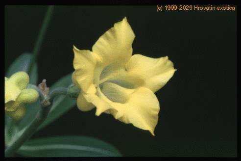 Pachypodium horombense 1631