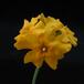 Pachypodium horombense 3