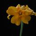Pachypodium horombense 4