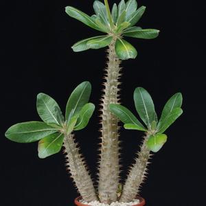 Pachypodium horombense