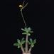Pachypodium horombense SIb