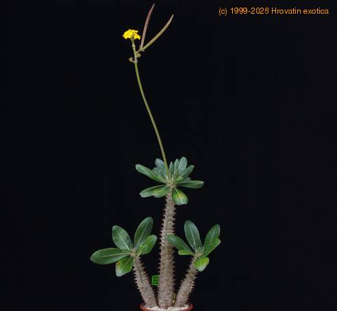 Pachypodium horombense SIb