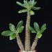 Pachypodium horombense SIb1