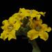 Pachypodium horombense SIf