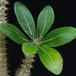 Pachypodium horombense SIl