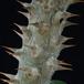 Pachypodium horombense SIt