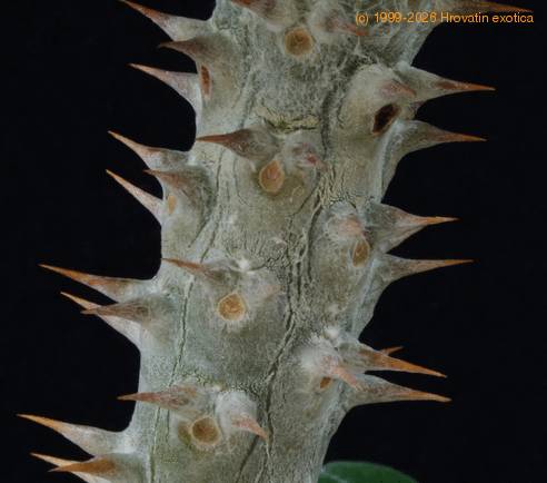 Pachypodium horombense SIt