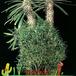 Pachypodium lamerei f monstrosus 1730